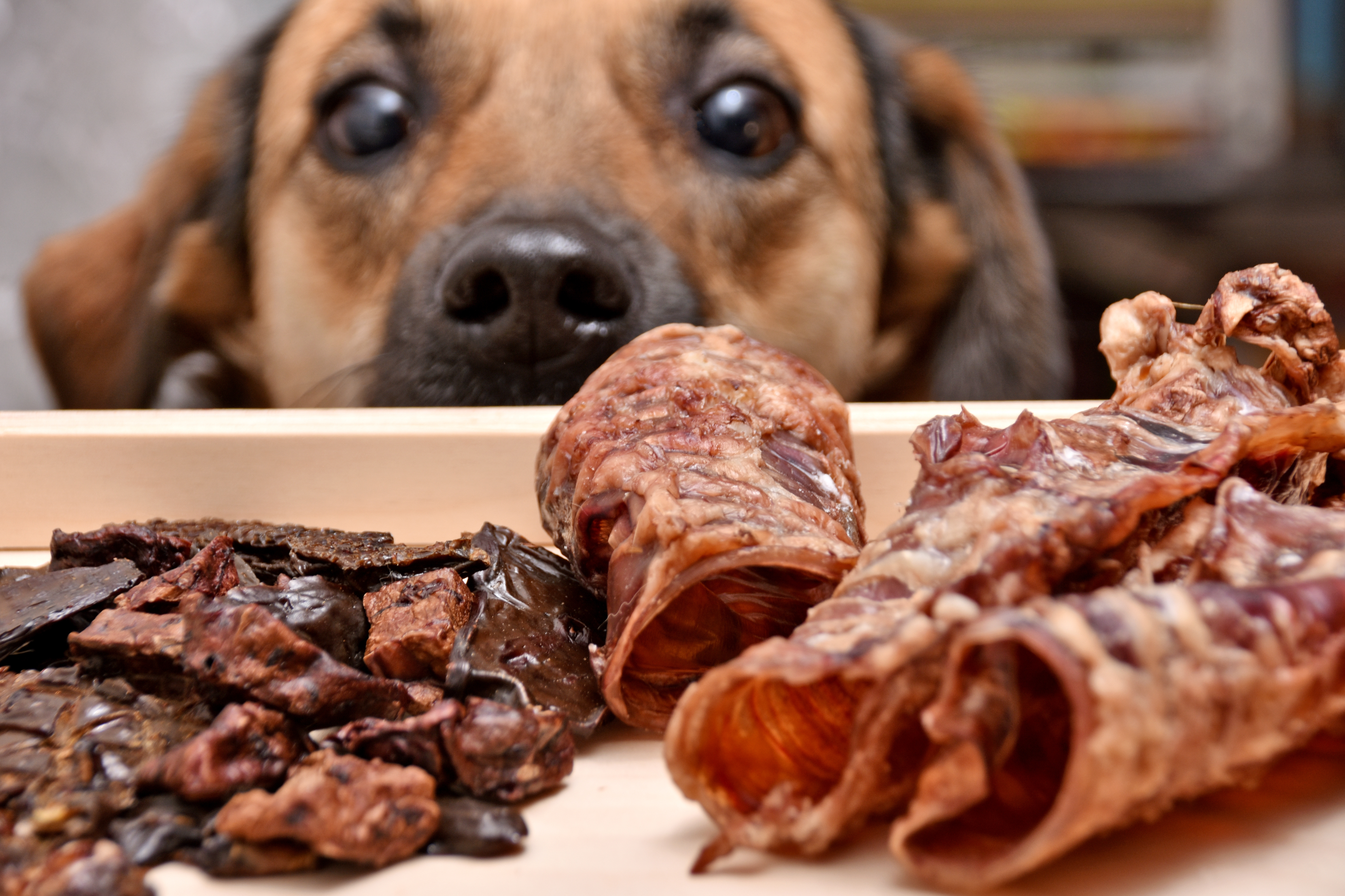 banner of Hazardous Foods for Dogs