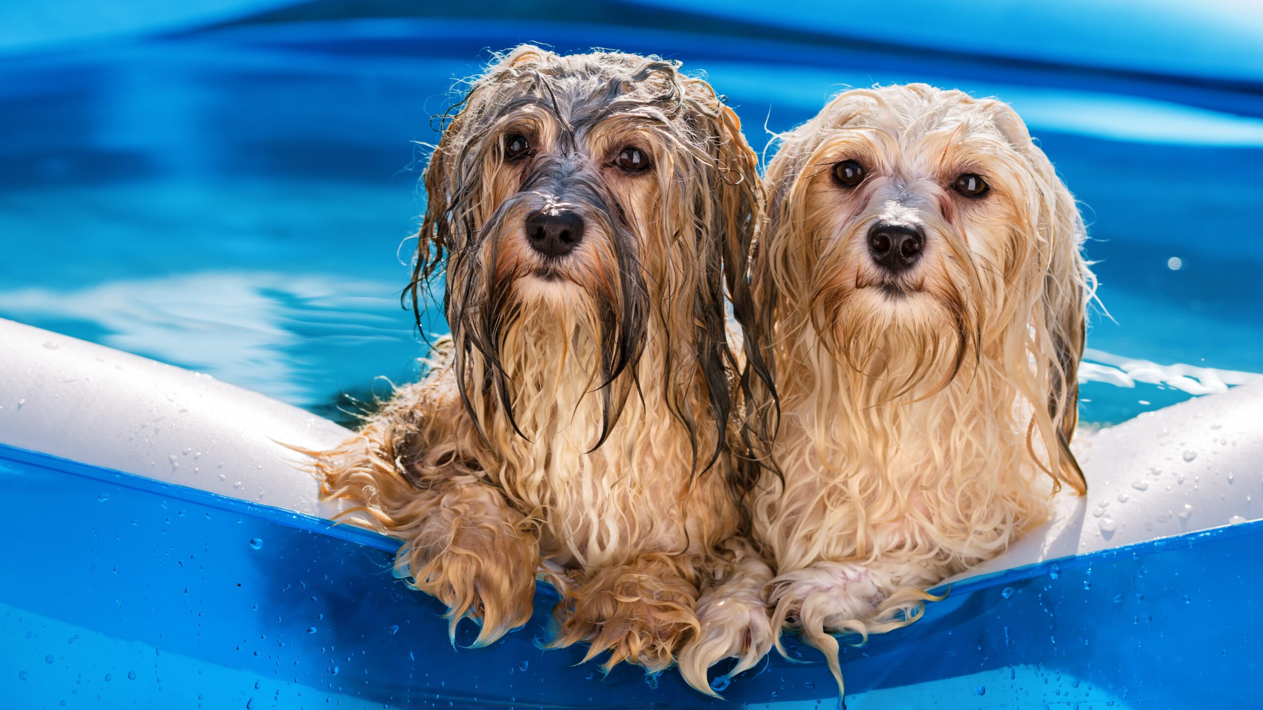 Swimming pools can be safe if proper precautions and supervision are in place, but not all dogs are natural swimmers!