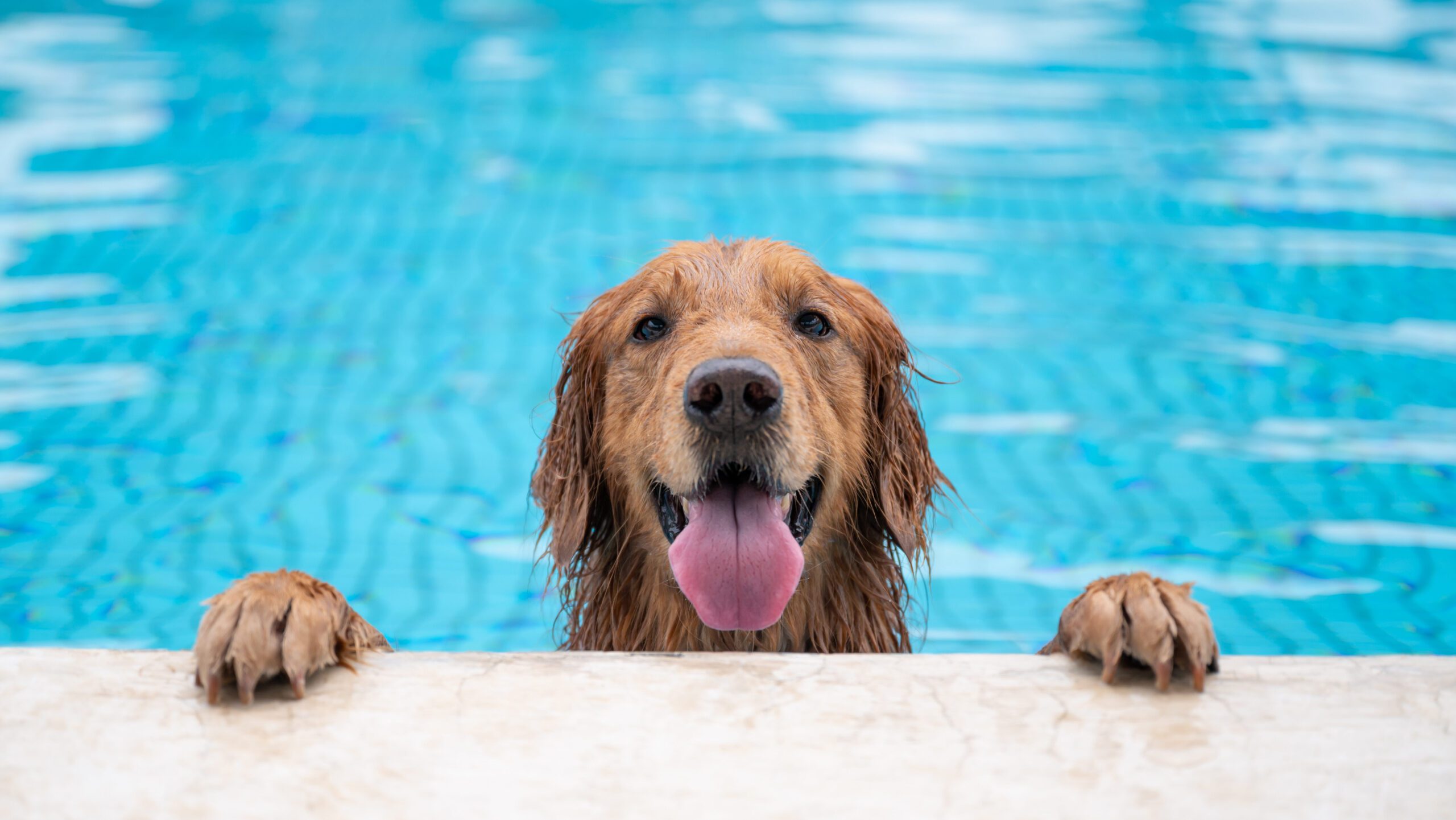 Swimming pools can be safe if proper precautions and supervision are in place, but not all dogs are natural swimmers!