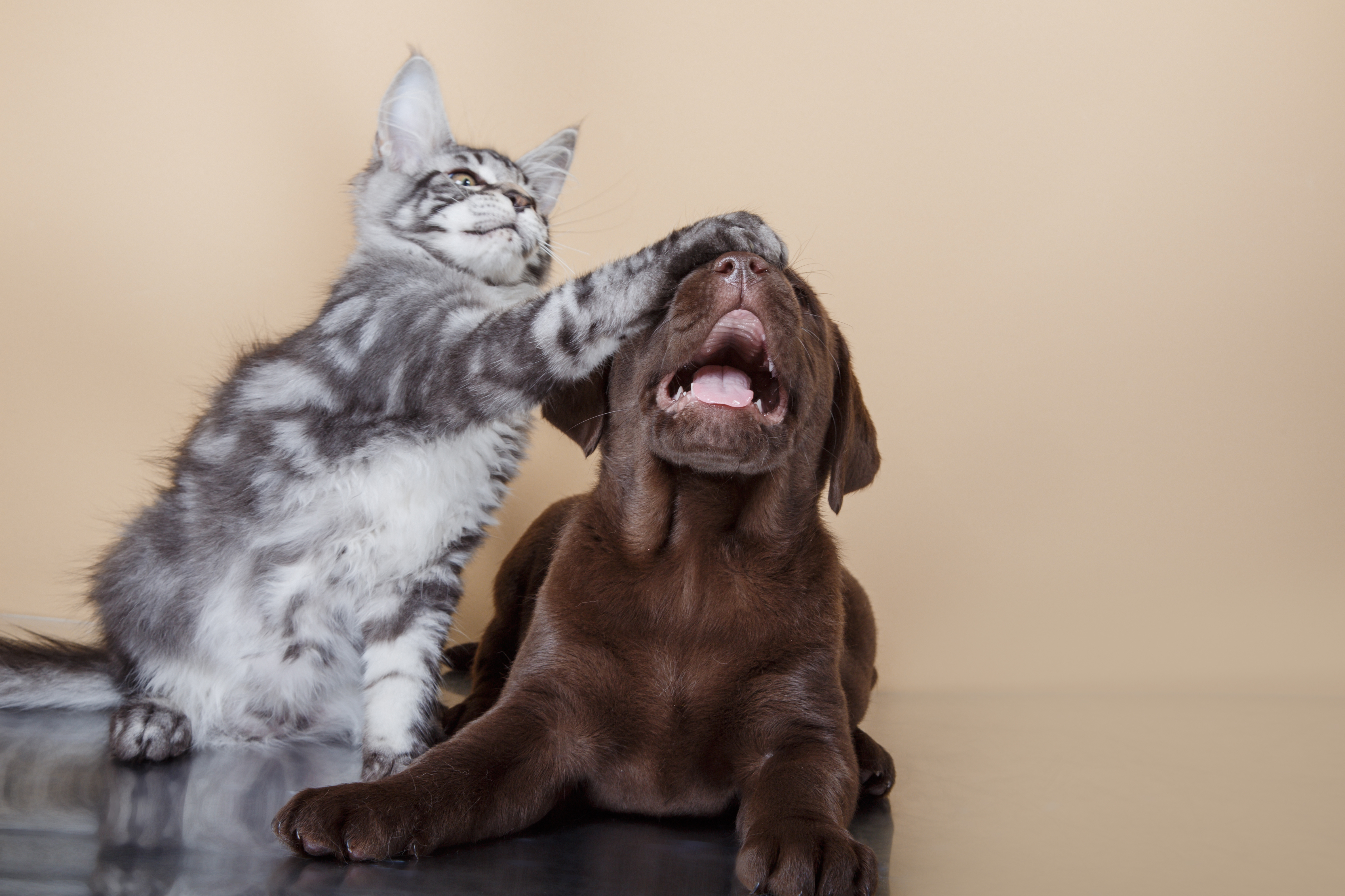 banner of Cat & Dog Breeds That Get Along