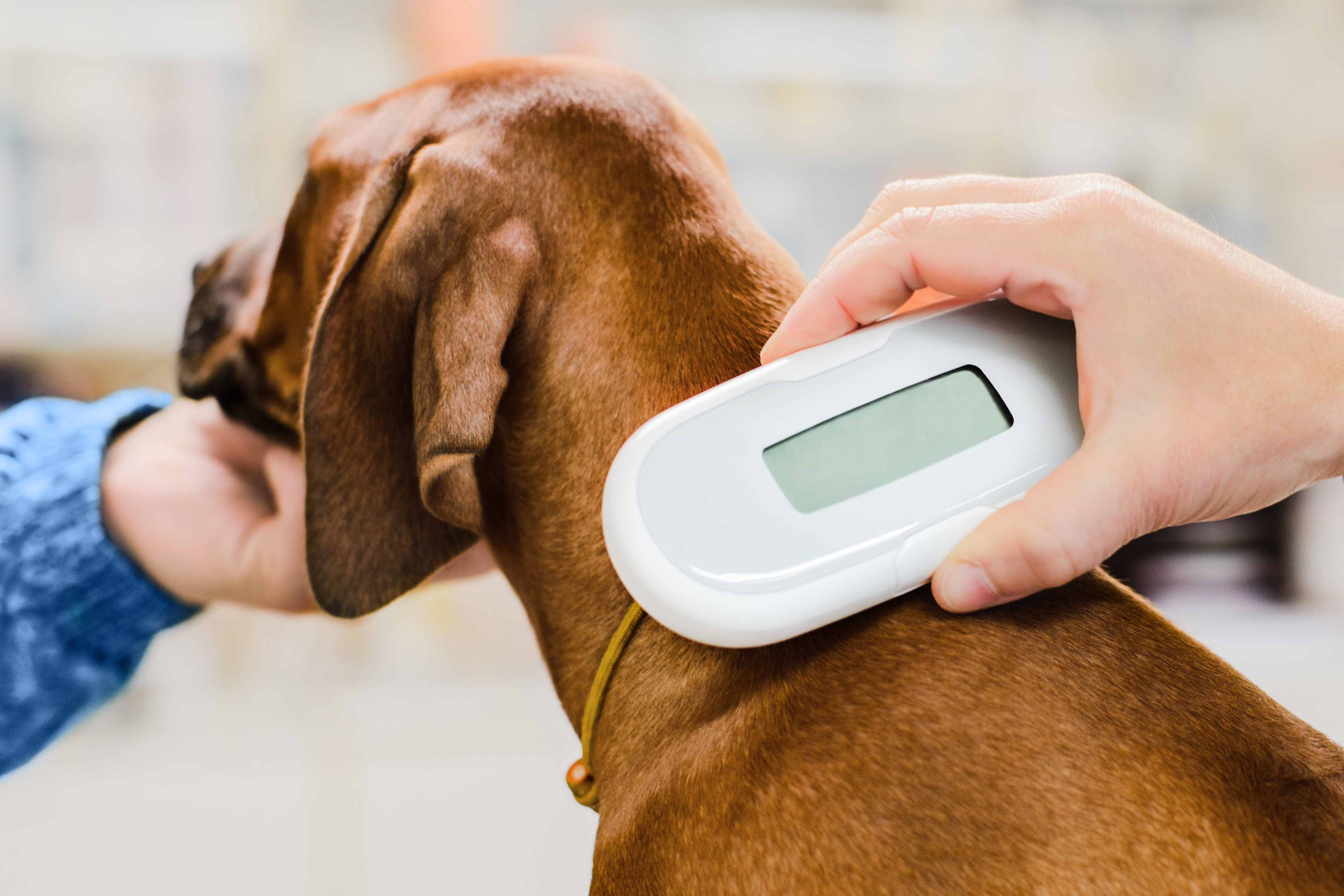 banner of Emerging Tech is Transforming Pet Ownership