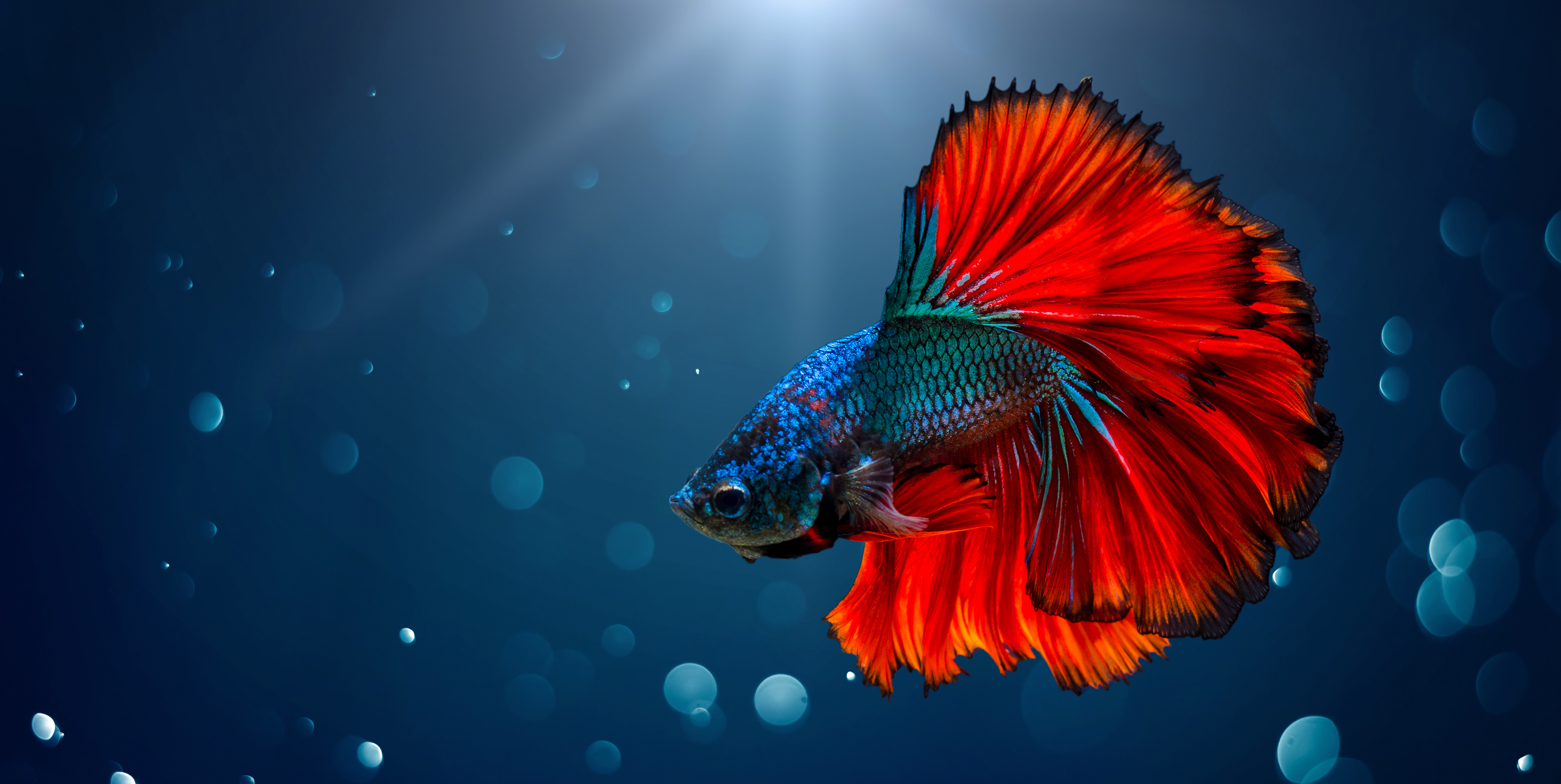 thumbnail of The Best Pet Fish for Your Home Aquarium