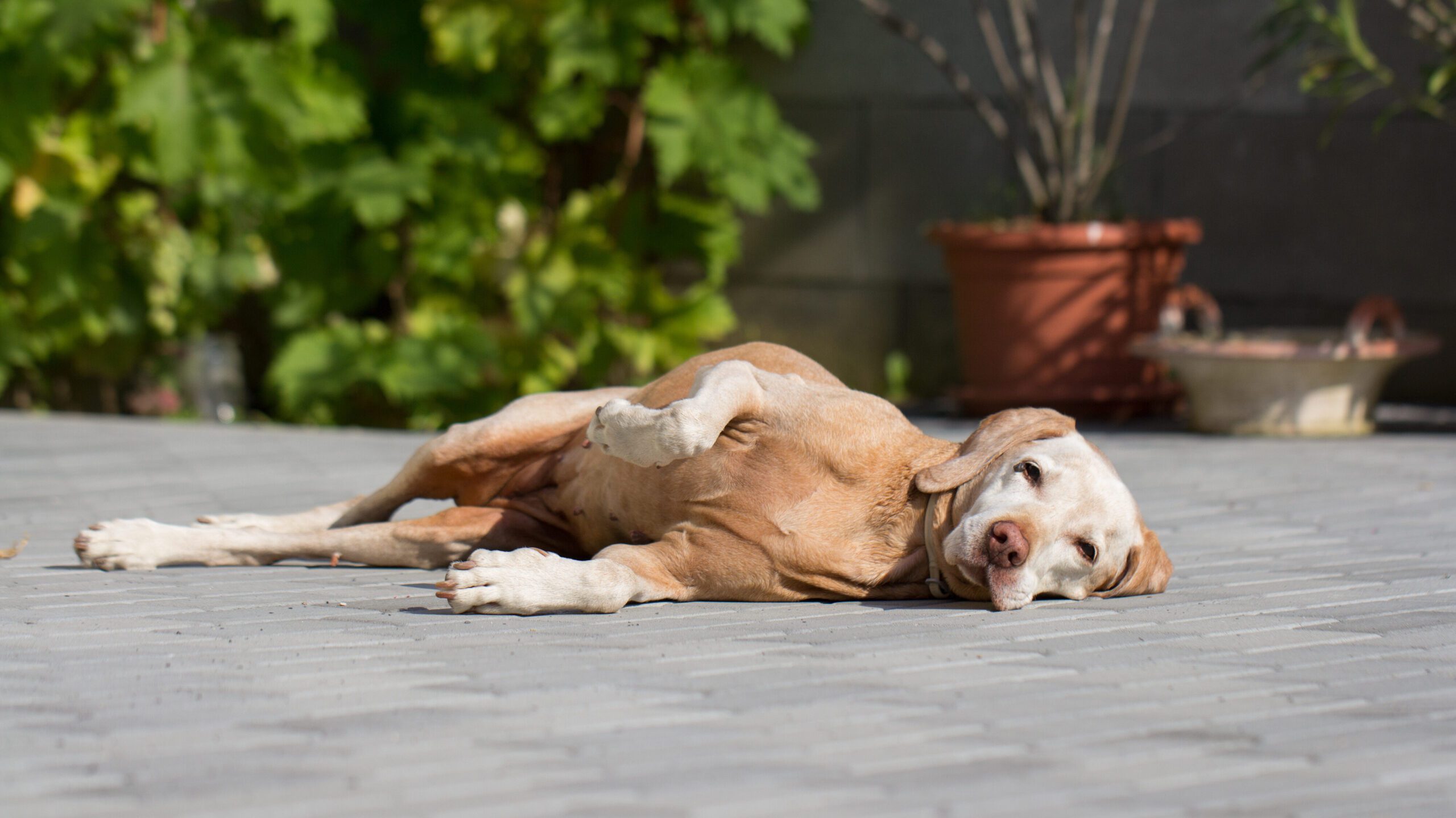 As dogs age, they show signs of discomfort and a reluctance to play. It's in these moments PetLabCo's Joint Care Chews become indispensable.