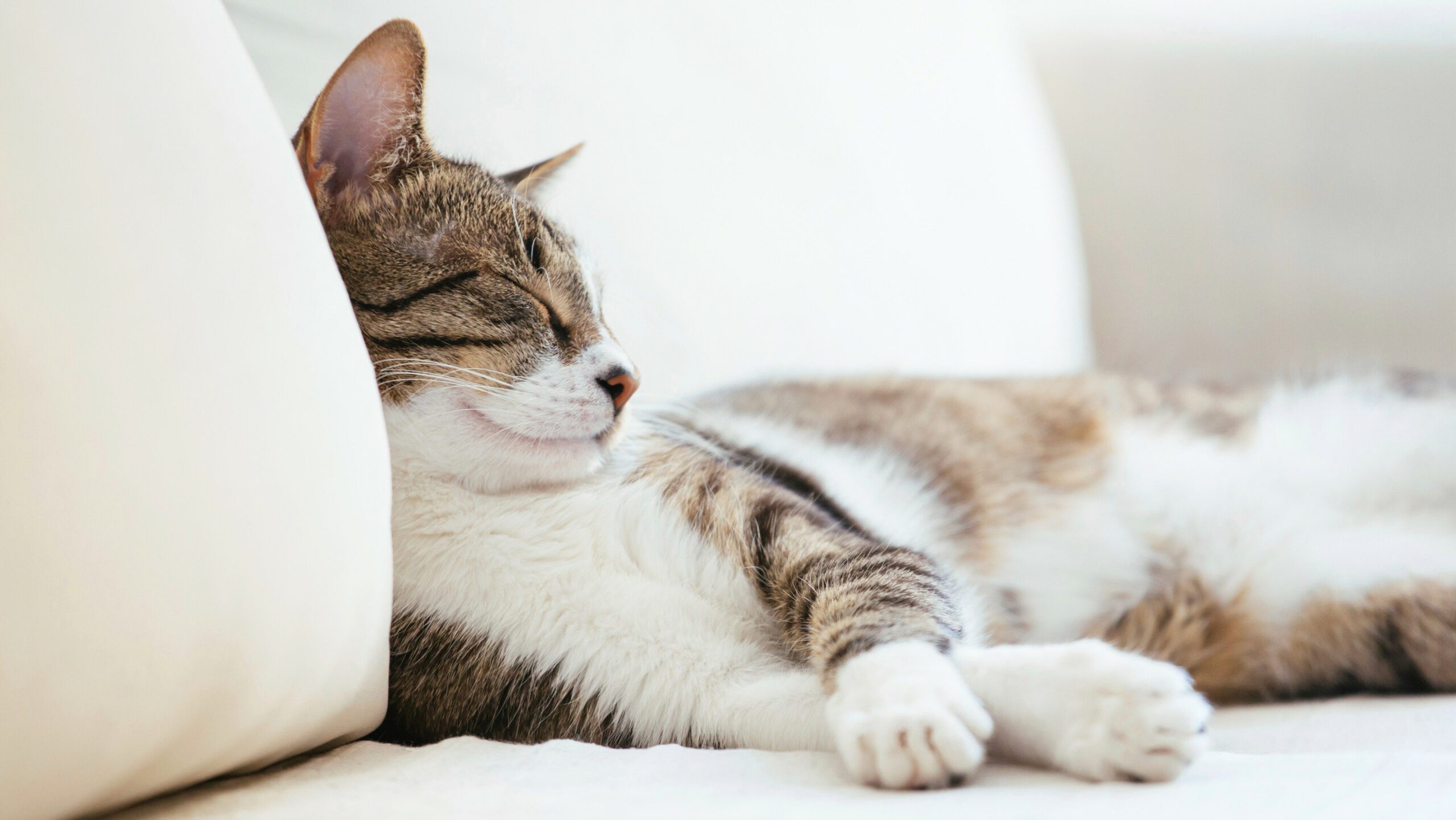 If you've ever wondered why your feline friend is so dedicated to the art of sleep, you're not alone. So, why do cats sleep so much?