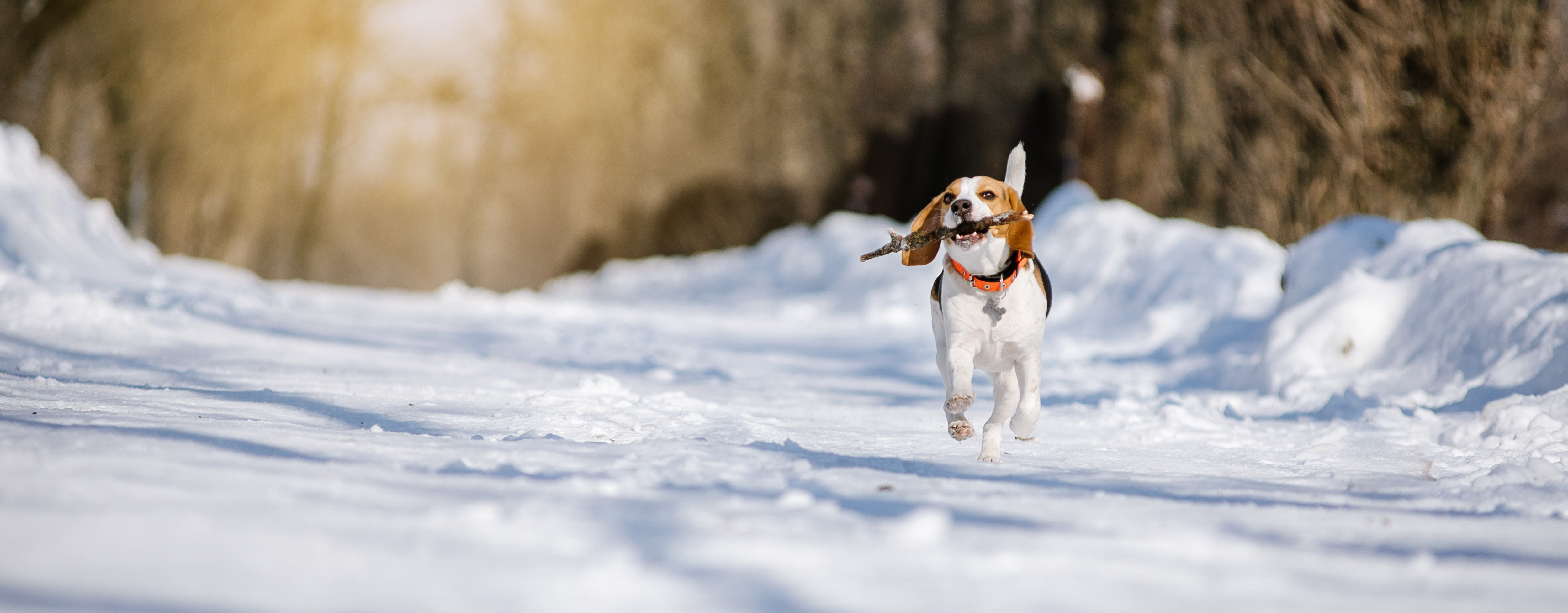thumbnail of Protecting Your Dog from Seasonal Illnesses